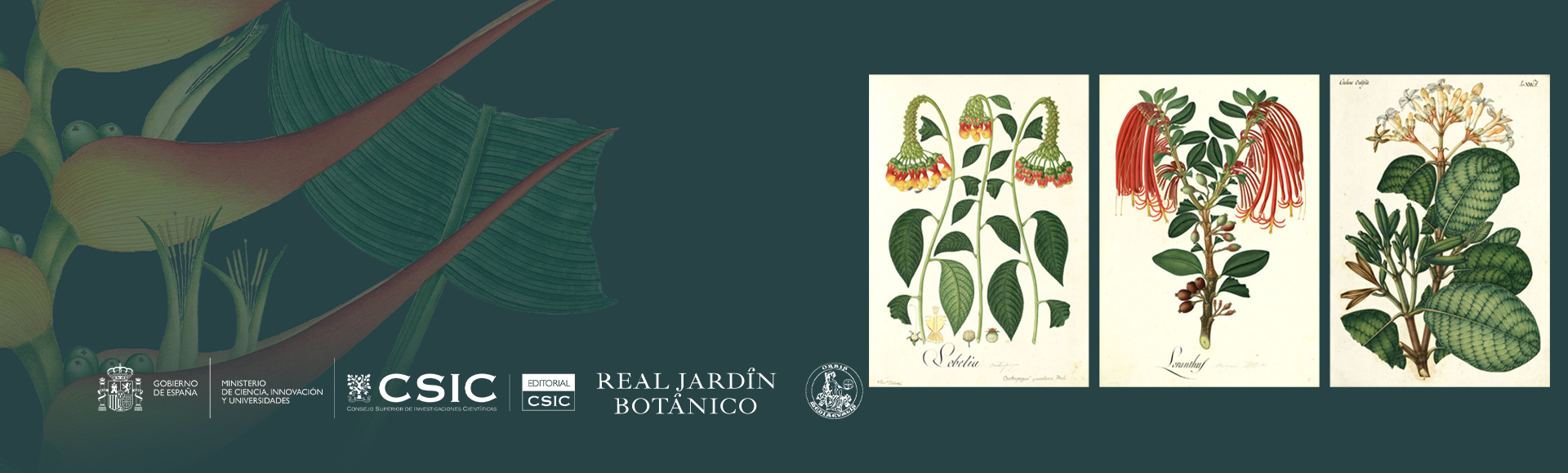 José Celestino Mutis. Real Expedición Botánica del Nuevo Reino de Granada  (1783-1816). Carpeta II